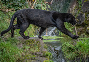 Inka, a rare black jaguar at Chester Zoo crosses a stream
