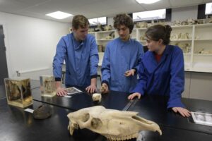 Animal dentistry students analysing animal bones
